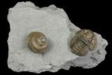Flexicalymene Trilobite Fossil and Gastropod - Ohio #136965-1